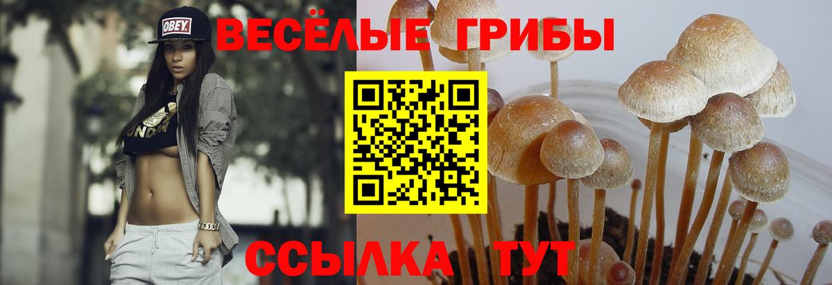 Псилоцибиновые грибы Psilocybe  Вход с VPN  Самара 